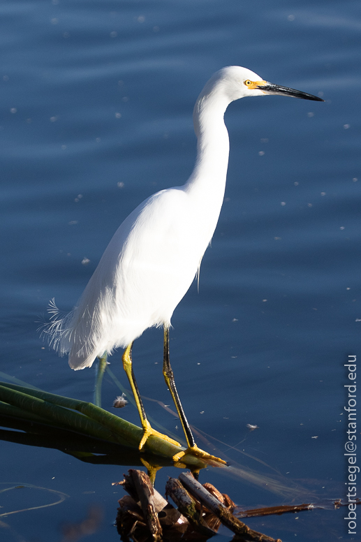 emily renzel wetlands